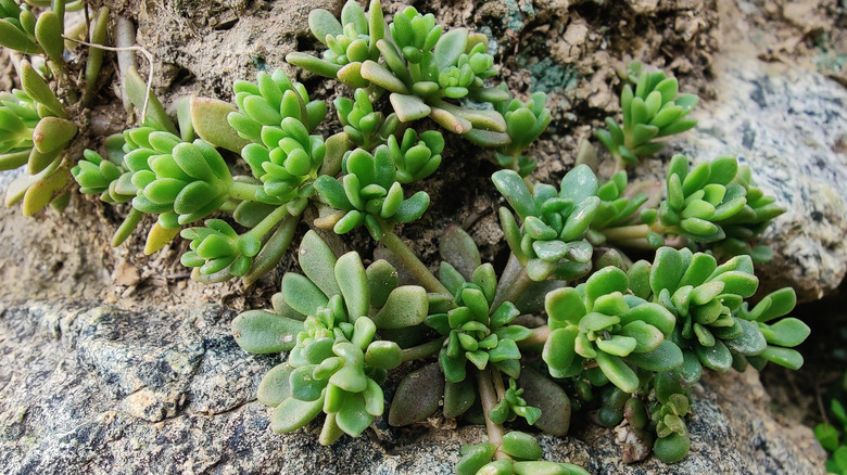 A closeup look of a green sedum plant growing on the side of muddy rocks