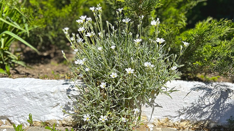 A small snow in summer plant growing over a raised garden wall