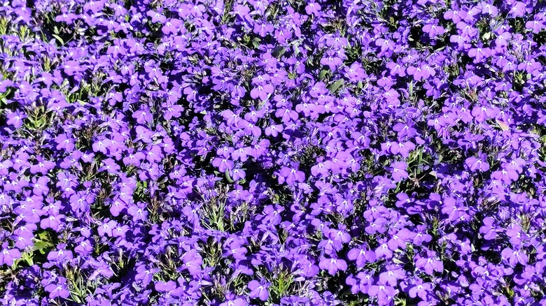 A blanket of bright purple trailing lobelia flowers