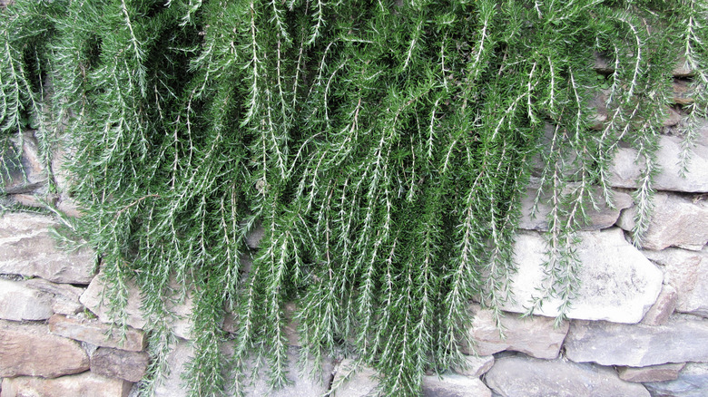 A large trailing rosemary plant cascading down a stone wall