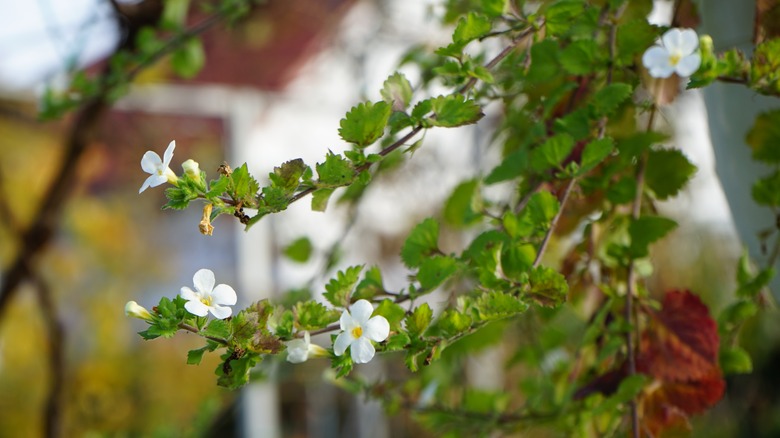 A hanging bunch of water hyssop flowers