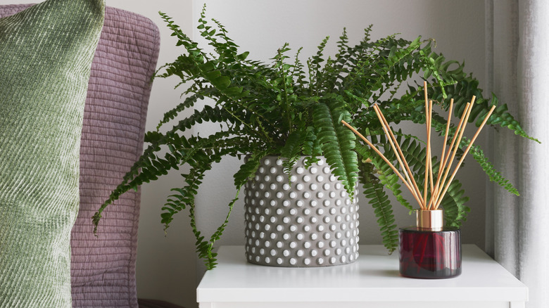 potted fern plant on stool beside a bed and window