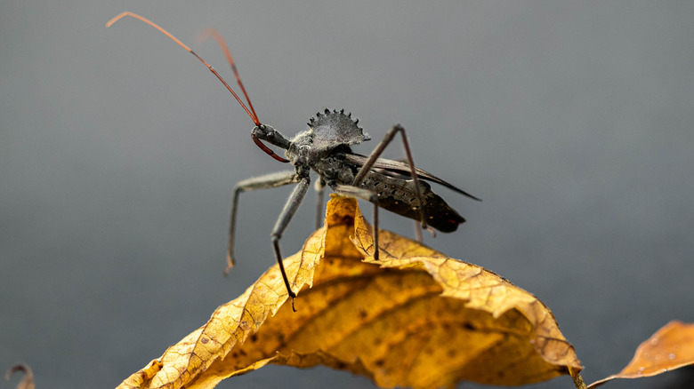An assassin bug walks over a fallen leaf
