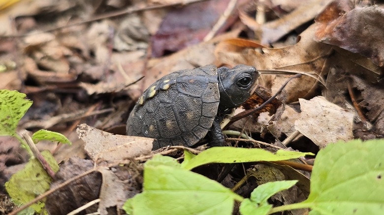 A small box turtle walks through leaf litter