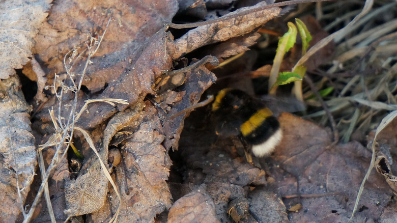 A bumble bee burrows under leaf litter