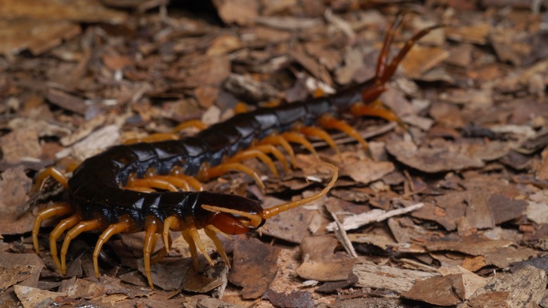 A centipede crawls across leaf litter