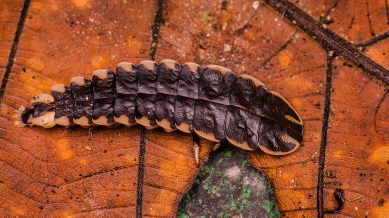 A firefly larva on a dry leaf