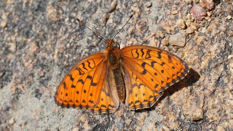 A great spangled fritillary butterfly on the ground