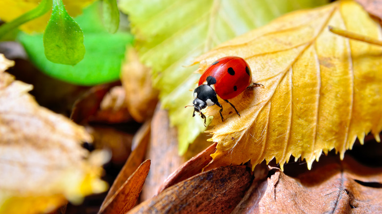 A ladybug walking on leaf litter
