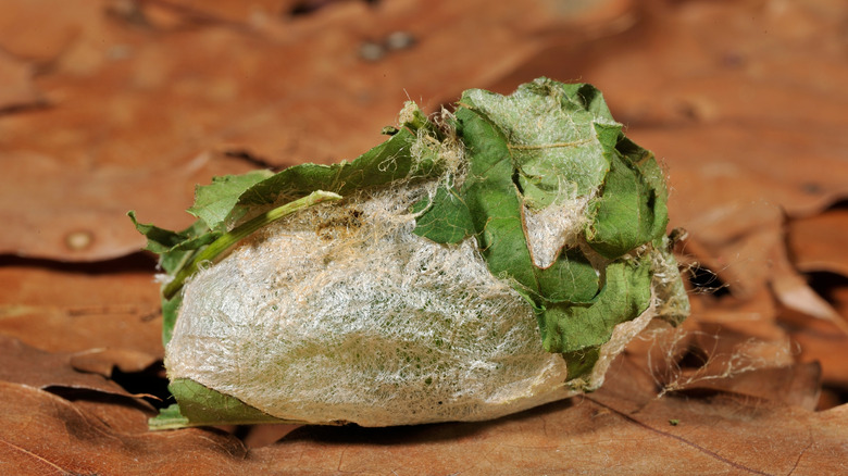 A luna moth cocoon wrapped in leaves on leaf litter