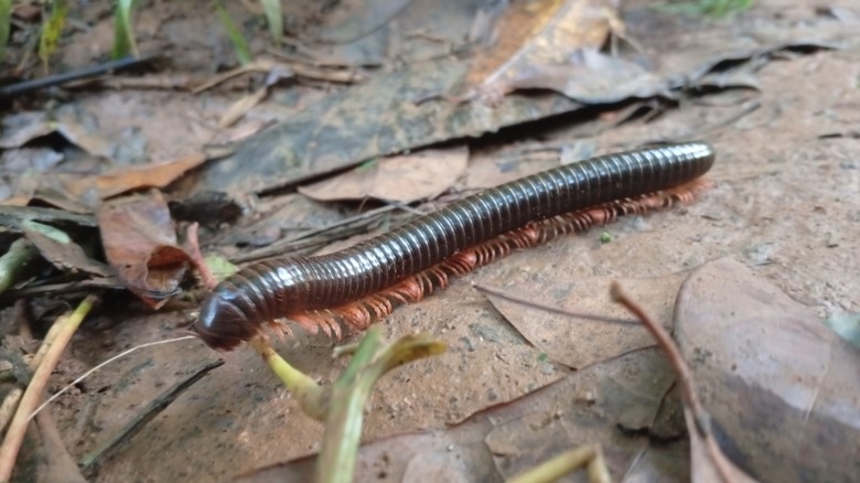 A millipede crawls across dead leaves