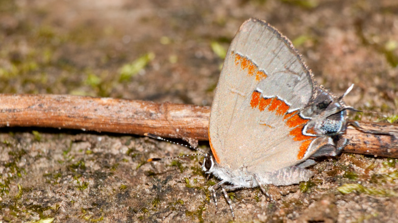 A red-banded hairstreak butterfly on the ground