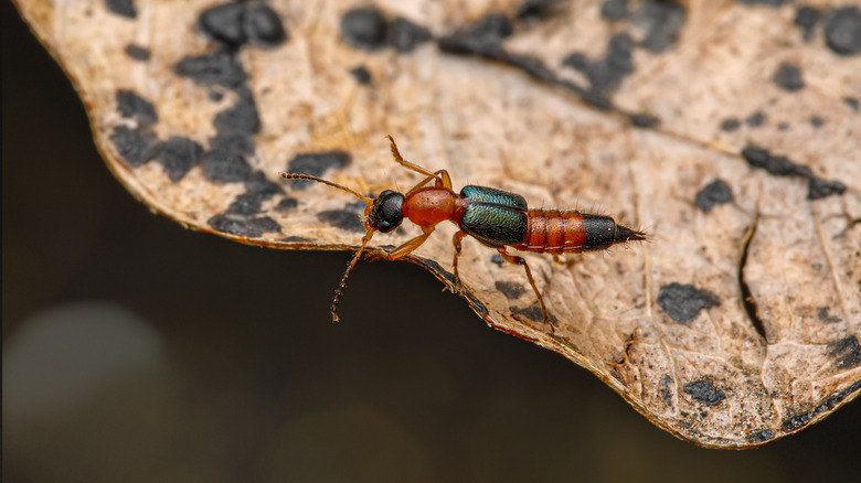 A rove beetle on a dead leaf