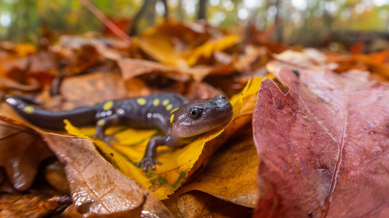 A spotted salamander on leaf litter