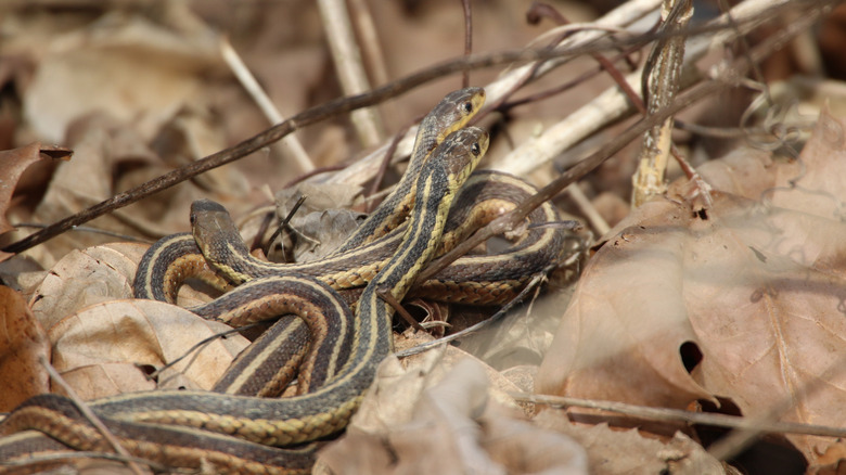 Snakes huddled together in leaf litter