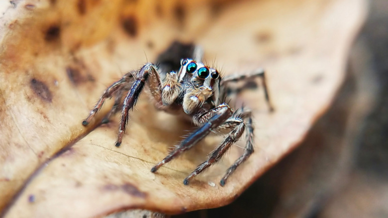 A jumping sider on a dead leaf