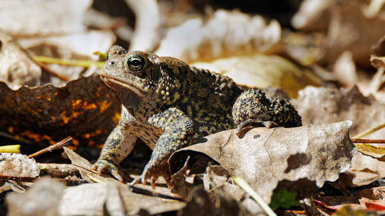 A toad sits among leaf litter
