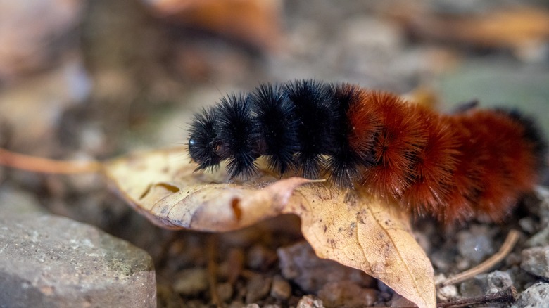 A woolly bear caterpillar crawls over a leaf