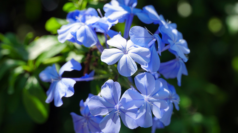 Rich blue amethyst flowers in bloom
