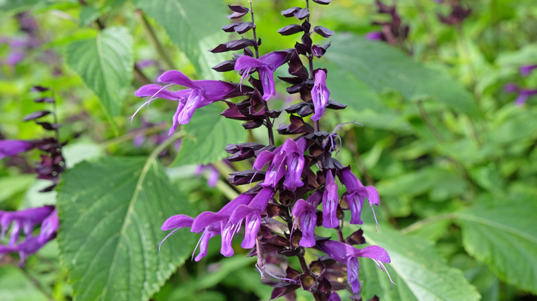 Purple flowers of 'Amistad' sage in bloom