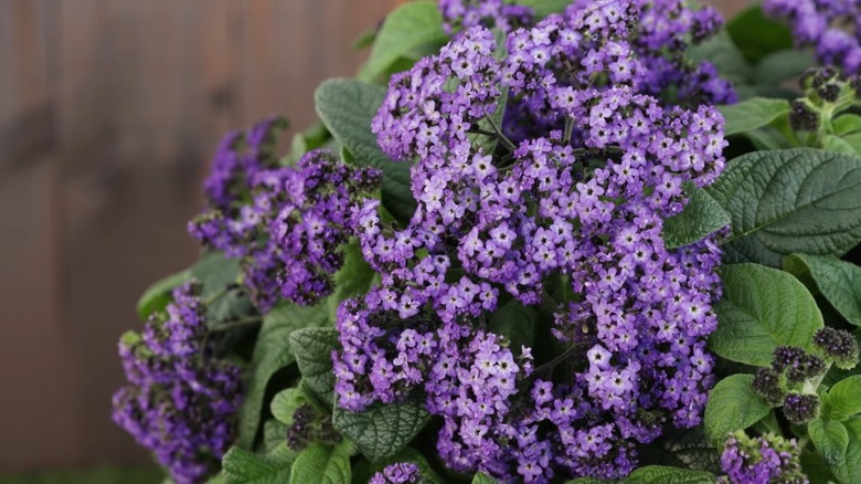 Small purple flowers of Aromagica Purple heliotrope