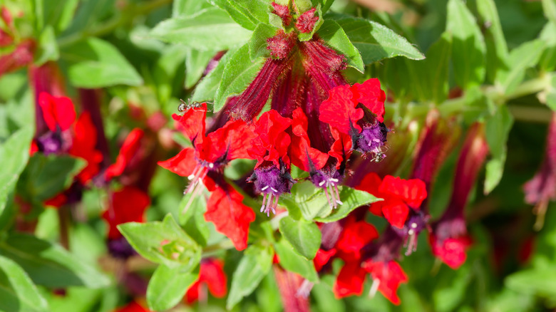 Red and purple flowers of bat-faced cuphea