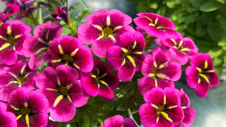 Vibrant pink flowers of calibrachoa
