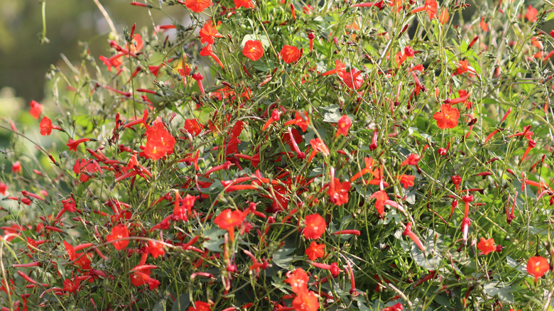 Red tubular flowers of cardinal climber receiving sunlight