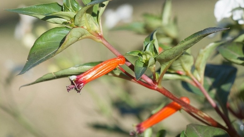 Orange flowers of cigar flower growing in a garden