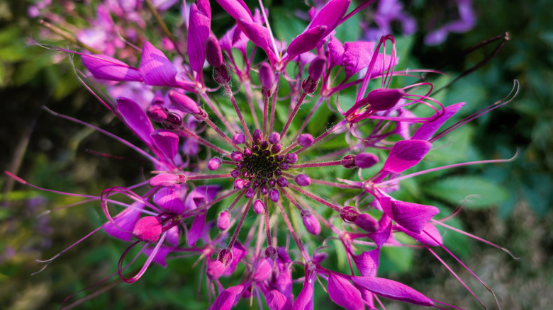 Spider-like purple flowers of cleome