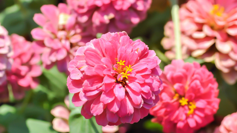 Pink zinnia flowers in bloom
