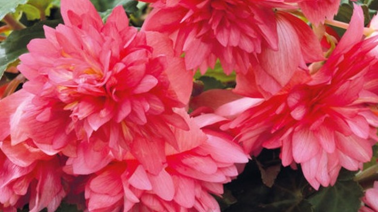 Large pink flowers of Funky Pink begonia