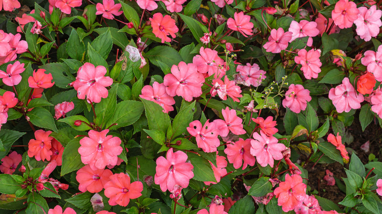 Pink impatiens flowers in bloom
