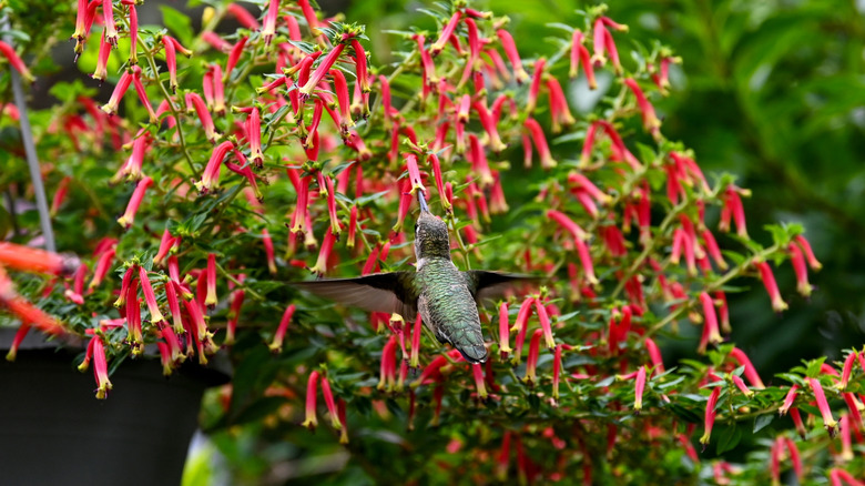 A hummingbird is drinking nectar from flowers dangling out of a pot