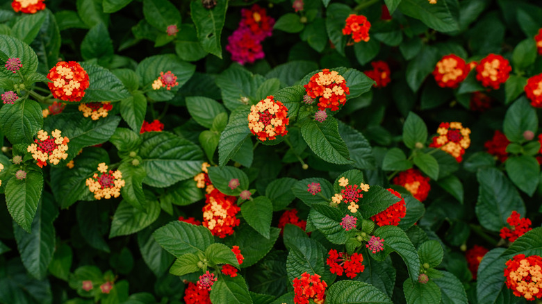 Orange and red flowers of lantana