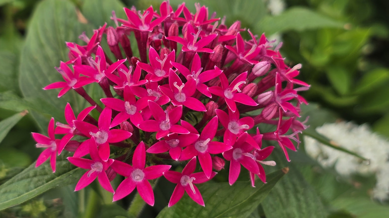 Pink pentas flowers in bloom in a garden