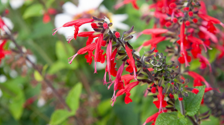 Red flowers of scarlet sage in bloom
