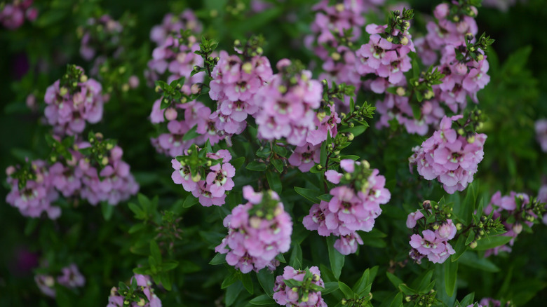 Lavender flowers of summer snapdragons