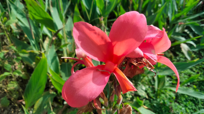 Pink-orange flowers of Toucan Coral canna lily in bloom
