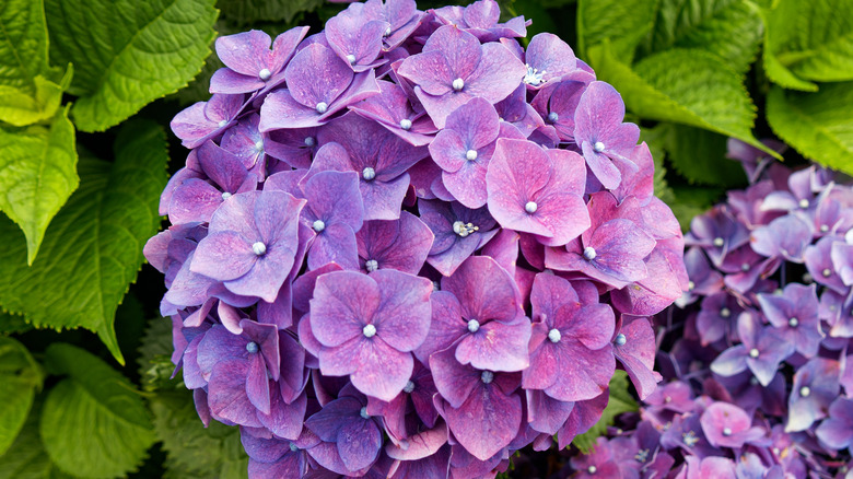 Close-up of purple bigleaf hydrangea mophead flower cluster