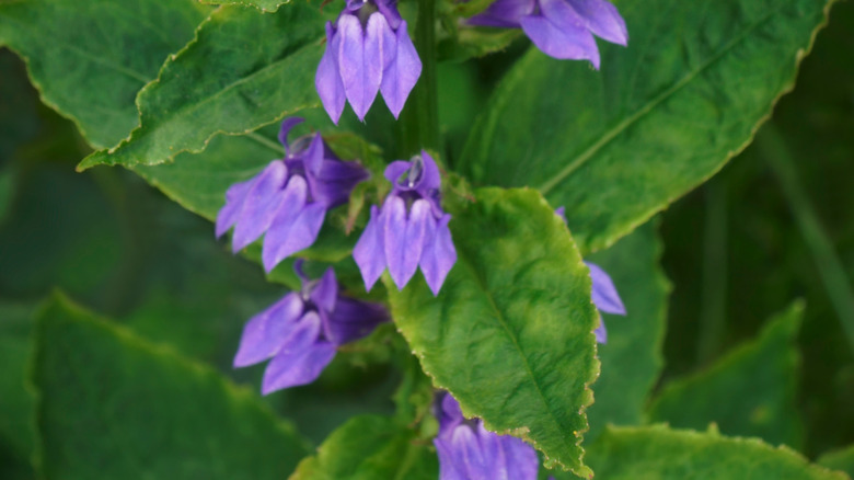 Close-up of purple blue cardinal flowers