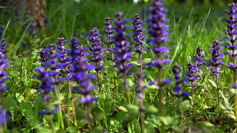 Blue-violet bugleweed flower spikes