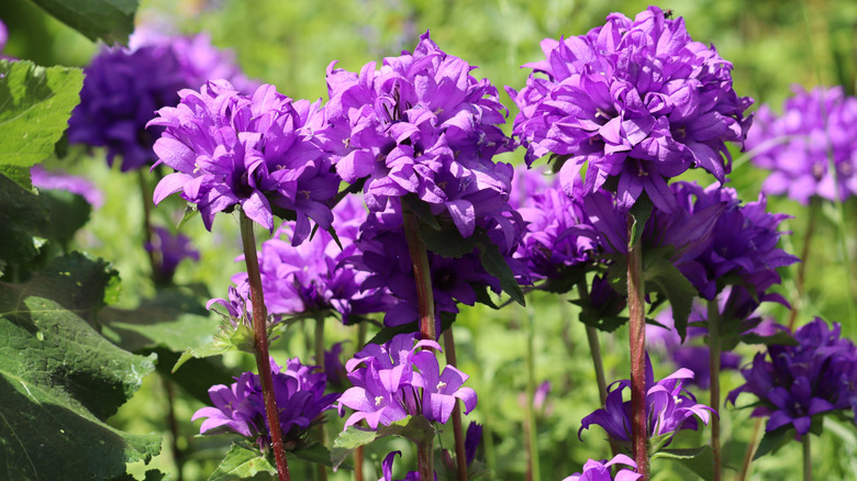 Rich purple clustered bellflower blooms