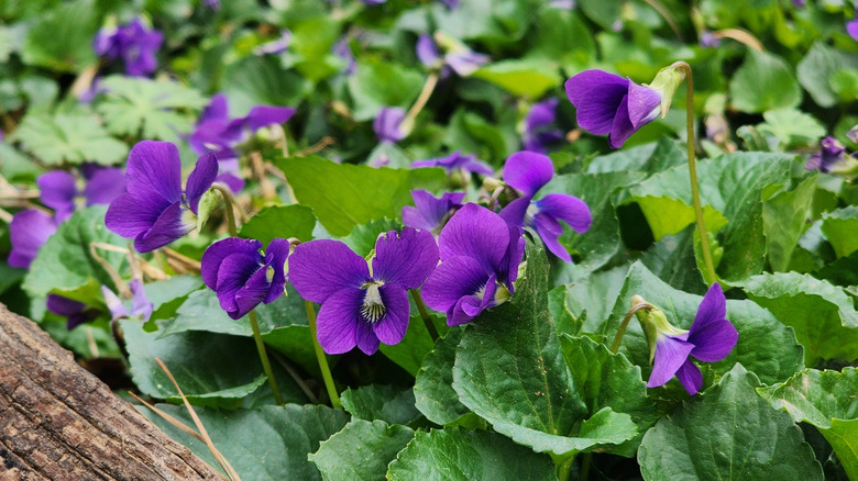 Purple blue violet flowers in a garden bed