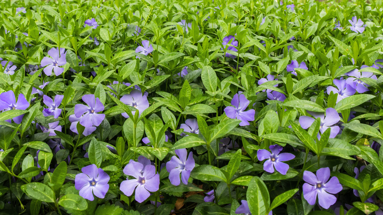 Purple vinca minor ground cover