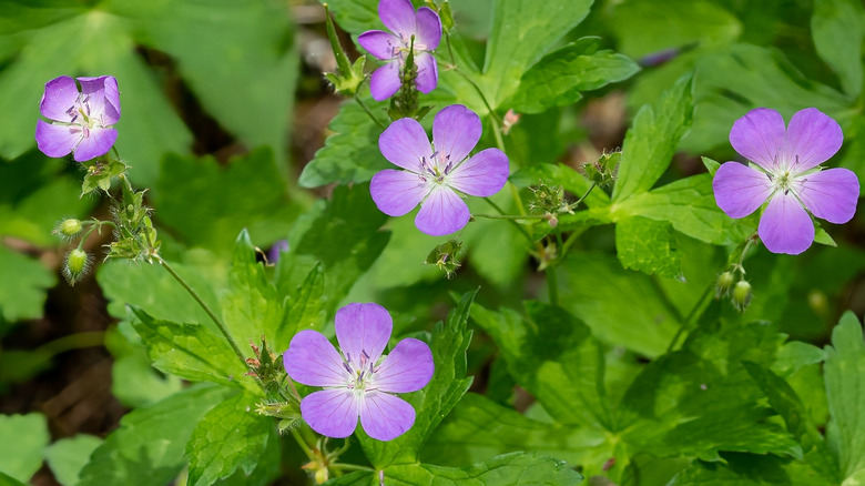 Close-up of a light purple cranesbill flower