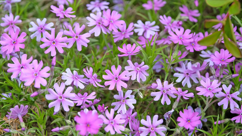 Pale pinkish-purple creeping phlox flowers