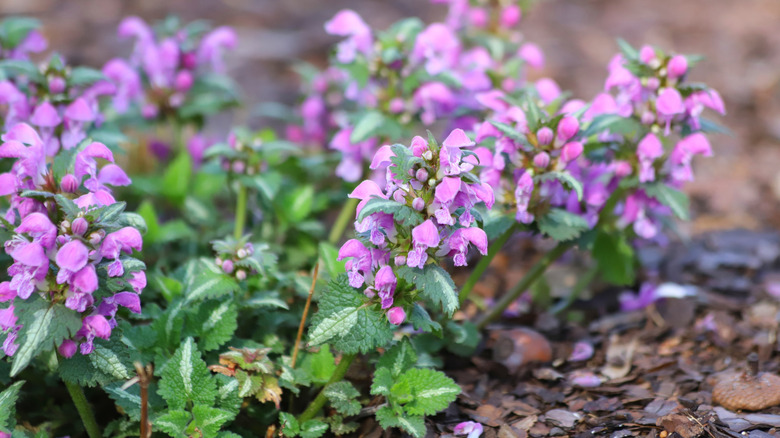Pinkish-purple dead nettle flowers