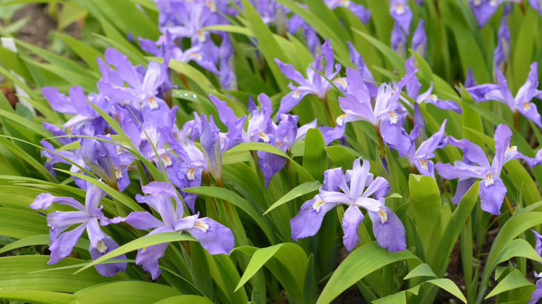 Lavender dwarf crested iris flowers