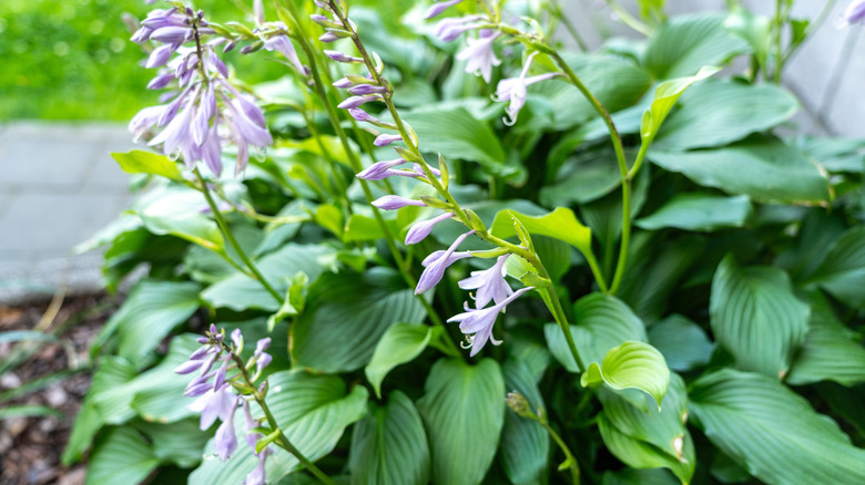 Hosta plants in bloom with lavender flowers